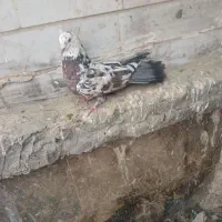کبوتر عتیقه