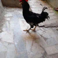 خروس گلین سیاه ۸ ماهه