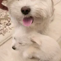 توله میکس اشپیتز مالتیز عروسکی زیر قیمت ایران