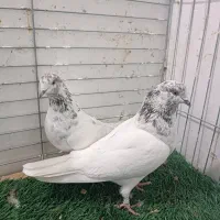 کفتر|پرنده|میناب, |دیوار