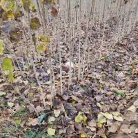 تولید و عرضه سنوبر تبریزی ریشه لخت