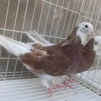 یه جفت جوجه کفتر سالم پرشی