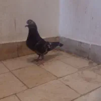 یک‌عدد‌کفتر‌نامبر‌غریب‌گیر