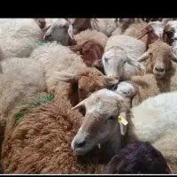 فقط تا2هفته دیگه برای قربانی/زیرنرخ بازار/نردرجه1|حیوانات مزرعه|مشهد, نوید|دیوار
