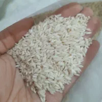 برنج دورود
