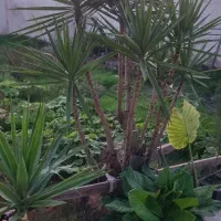 فروش گل یوکا به تعدادزیاد ریشه پرس و چند عدد زمینی|گل و گیاه طبیعی|بهنمیر, |دیوار