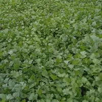 فروش انواع سبزیجات خشک ،نعناع خشک ،شوید خشک،قورمه|خوردنی و آشامیدنی|کرج, دهقان ویلا|دیوار
