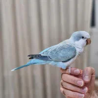 طوطی راهب حلقه‌پا