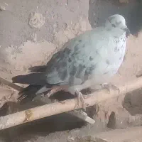 کبوتر شازده کله سیاه|پرنده|قم, انسجام|دیوار