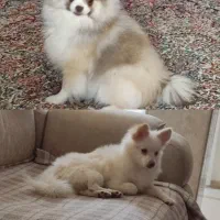 سگ پامر روباهی عروسکی