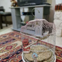 قفسه فلزی پرنده آنتیک قدیمی