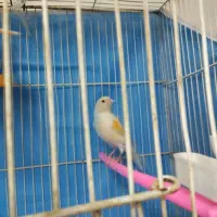 قناری ماده مست تخم خاکی گذاشته|پرنده|مشهد, کارمندان دوم|دیوار