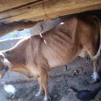 یک راس گاو و یک راس گوساله|حیوانات مزرعه|تخت, |دیوار