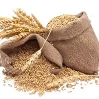 گندم بذری