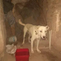 سگ گله ای تربتی دورگه|سگ|رفسنجان, |دیوار