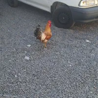 خروس گلین|حیوانات مزرعه|قم, نخودی|دیوار