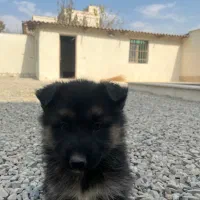 توله ژرمن|سگ|کرج, ملکآباد|دیوار