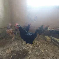 خروس سیاه