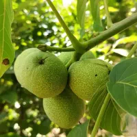 فروش انواع نهال بادام و گردو دیرگل|خدمات باغبانی و درختکاری|تربت‌حیدریه, قائم|دیوار