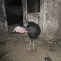 بوقلمون نر