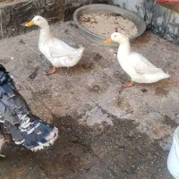 اردک و بوقلمون