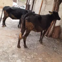 گاو|حیوانات مزرعه|مسجد سلیمان, |دیوار