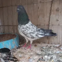 نر تاپ سبز گرفتنی