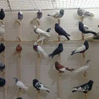 کبوتر یا کفتر بهبهانی و شهری جدید|پرنده|شیراز, کوشک میدان|دیوار