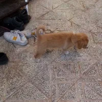 سگ اشپیتز|سگ|کرمان, |دیوار