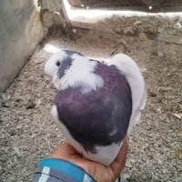 کبوتر|پرنده|کوزران, |دیوار