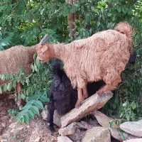 بزغاله نژاد دار ماده/فوق العاده