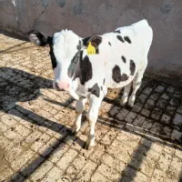 گوساله شیر گرفته|حیوانات مزرعه|بوئین زهرا, |دیوار