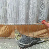 عروس هلندی دستی