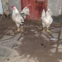 مرغ وخروس گلین لری