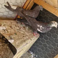 کبوتر سینه ای . کله دم سیاه .کله ماستی . طوقی|پرنده|فلاورجان, |دیوار