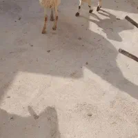 میش داشتی|حیوانات مزرعه|شیروان (خراسان), |دیوار