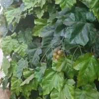 درختچه انگور|گل مصنوعی|اهواز, معین زاده|دیوار