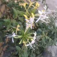 اقا هستم .جویای کارهستم داخل منزل خودم