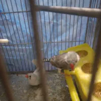 فنج خوارزمی ۸عدد|پرنده|قرچک, شهرک طلائیه|دیوار