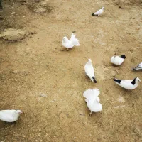 کبوتر|پرنده|دشت ذهاب, |دیوار