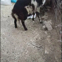 بره قوچ پلنگی