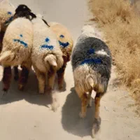 ۱۰راس کاور