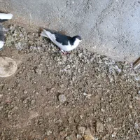 کبوتر|پرنده|تایباد, |دیوار