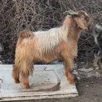 کهره درجه یک