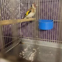 سیره قیره سه ساله خوش صدا تازه تخت|پرنده|سقز, |دیوار