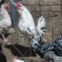 جوجه مرغ و خروس