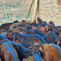 50راس نر داشتی|حیوانات مزرعه|زنجان, |دیوار