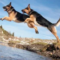 ژرمن شپر سگ