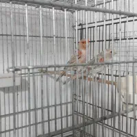 جفت توپاز موزایکی