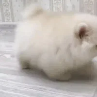 پامر خرسی|سگ|تهران, نیاوران|دیوار